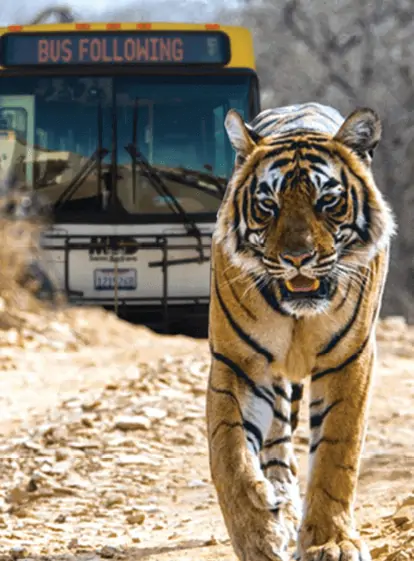 Bus following tiger