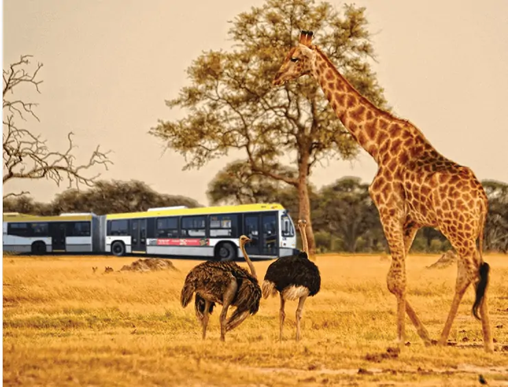 Bus on Safari